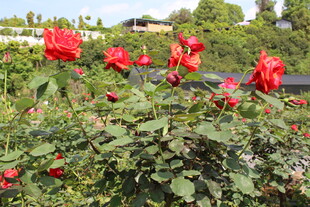 红色月季花