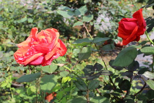 红色月季花