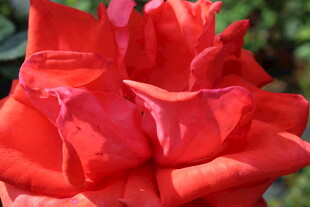 红色月季花