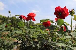 红色月季花