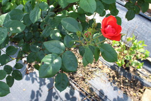 红色月季花