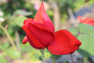 红色月季花