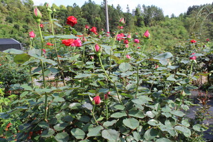 红色月季花