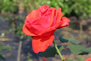 红色月季花