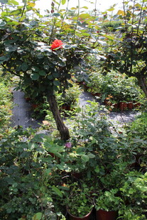 红色月季花