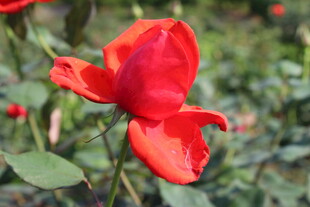 红色月季花