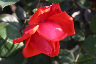 红色月季花