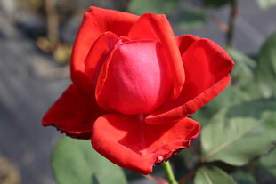 红色月季花