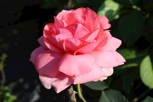 粉色月季花