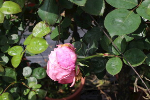 粉色月季花