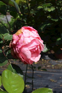 粉色月季花