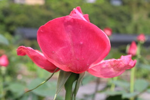 粉色月季花