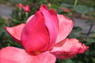 粉色月季花