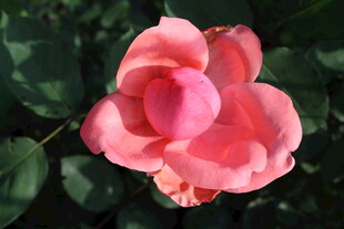 粉色月季花