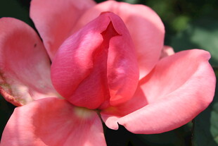 粉色月季花