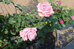 粉色月季花