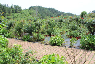 月季花园