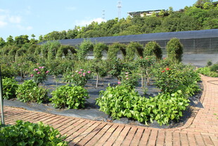 月季花园