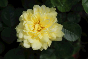 黄色丰花月季