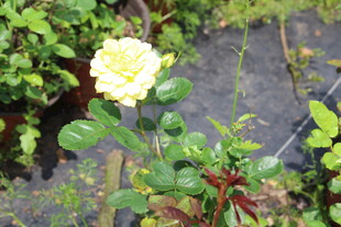 黄色丰花月季