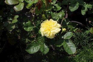 黄色丰花月季