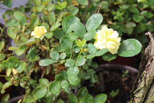 黄色丰花月季