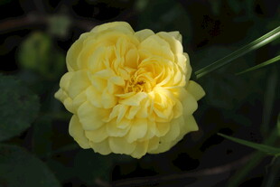 黄色丰花月季