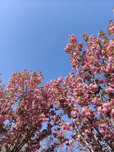 春日粉色花朵美景