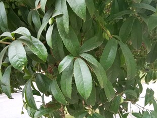 绿叶繁茂的植物特写