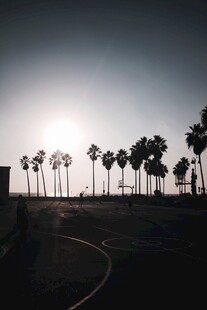 夕阳下的棕榈树道路风景