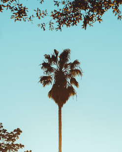 蓝天映衬下的高大棕榈树