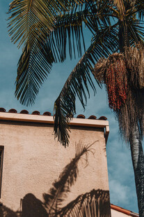 阳光下的棕榈树与建筑