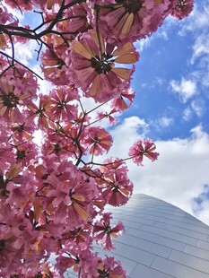 蓝天映衬下的烂漫樱花