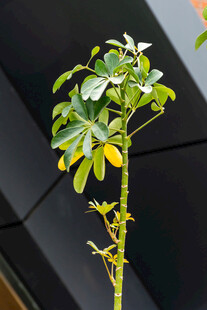 枝头绿植绽放小花