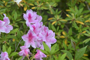 娇艳杜鹃花绽放绿意间