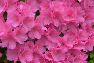 娇艳粉色杜鹃花绽放