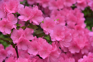 娇艳粉色杜鹃花绽放