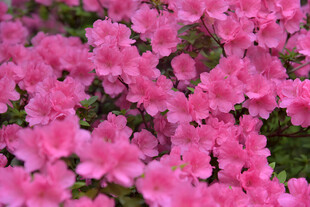 盛开的粉色杜鹃花