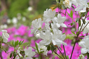 白色杜鹃花绽放于花丛中