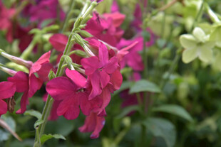 艳丽玫红花卉绽放