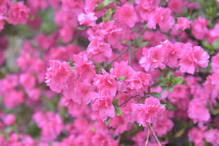 娇艳盛开的粉色杜鹃花