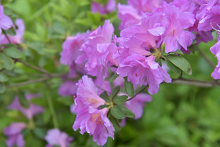 紫艳繁花绽于翠绿间