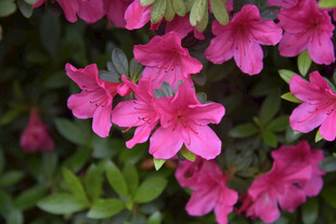 娇艳绽放的粉色杜鹃花