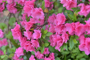 娇艳盛开的粉色杜鹃花