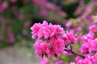 娇艳绽放的粉色杜鹃花