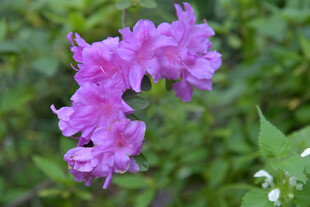 娇艳粉花绽放绿意间