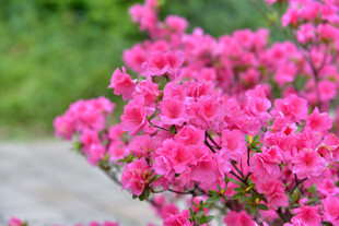 盛开的粉色杜鹃花