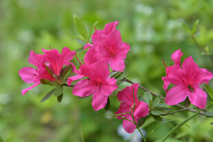 娇艳盛开的粉红色杜鹃花