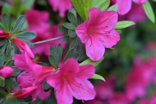 娇艳绽放的粉红色杜鹃花