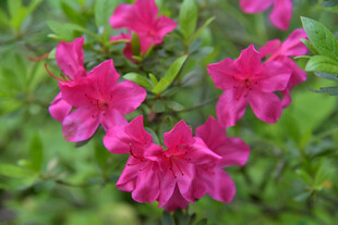 艳丽绽放的粉红色杜鹃花